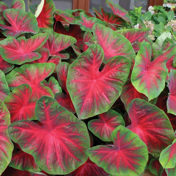 Caladium Bulbs