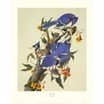 thumbnail image 2 of Audubon, John James 26x32 Black Ornate Wood Framed with Double Matting Museum Art Print Titled - Blue Jay (decorative border), 2 of 4