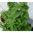 thumbnail image 3 of Clovers Garden Pineapple Sage Live Plants in 4" Pots (2 Count), Non-GMO, 3 of 6