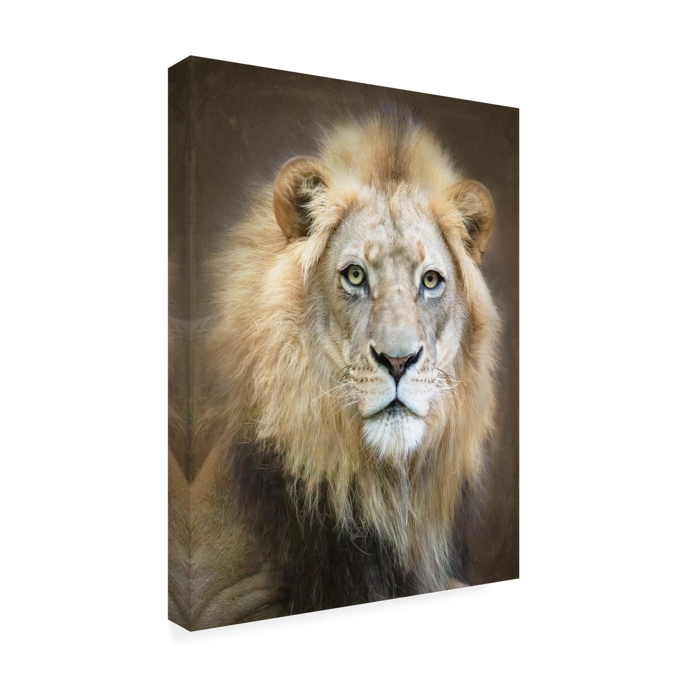 Trademark Fine Art Linda D Lester Portrait Of A Young Male Lion Canvas Wall Art