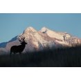 thumbnail image 2 of Archer, Ken 32x23 White Modern Wood Framed Museum Art Print Titled - White-tail Deer Silhouette-Mission Mountains, 2 of 4