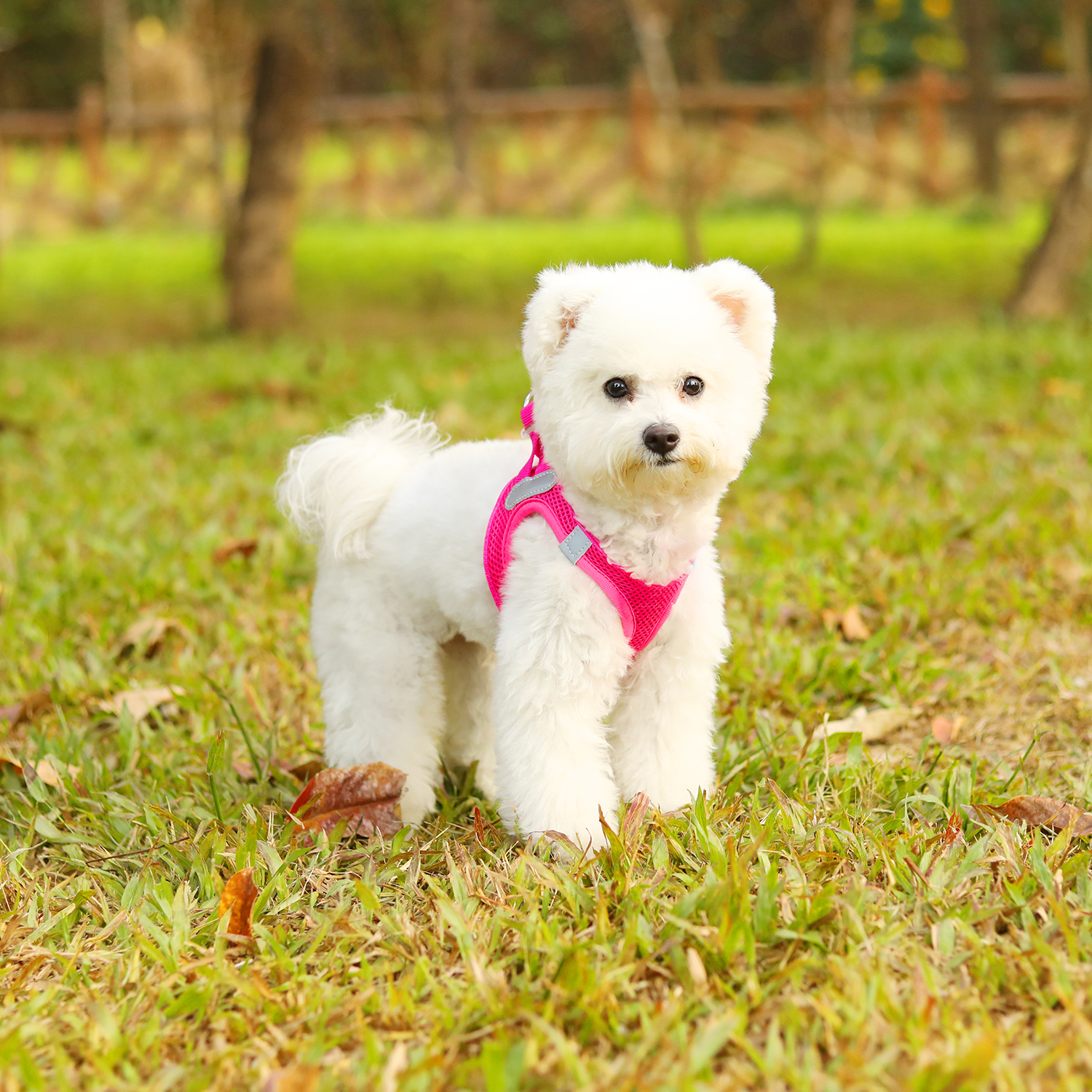 Charkool Reflective Dog Harness and Leash Set Red photo 4