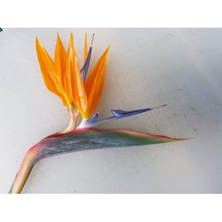 Bird of Paradise Strelitzia Reginae Orange Flower, Tropical Plant, Gallon Pot