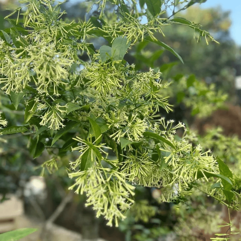 Night Blooming Jasmine Live Plant, Cestrum Nocturnum Plant, Jasmine Vine Plants from 4 to 7 Inches Tall for Outdoor Garden