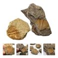 thumbnail image 4 of MasteelfCA 2Pcs Trilobite Paleontology Fun Science Ornaments Teaching Props, 4 of 7