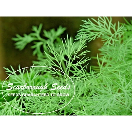 Scarborough Seeds 300 BOUQUET DILL SEEDS NON-GMO HEIRLOOM OPEN-POLLINATED HERB