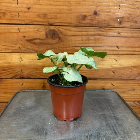 Syngonium Nephthytis Dazzle Color, 4" Plant, The Plant Farm