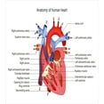 thumbnail image 3 of Educational King Size Duvet Cover Set, Medical Structure of the Hearts Human Body Anatomy Organ Veins Cardiology, Decorative 3 Piece Bedding Set with 2 Pillow Shams, Coral Red Blue, by Ambesonne, 3 of 3