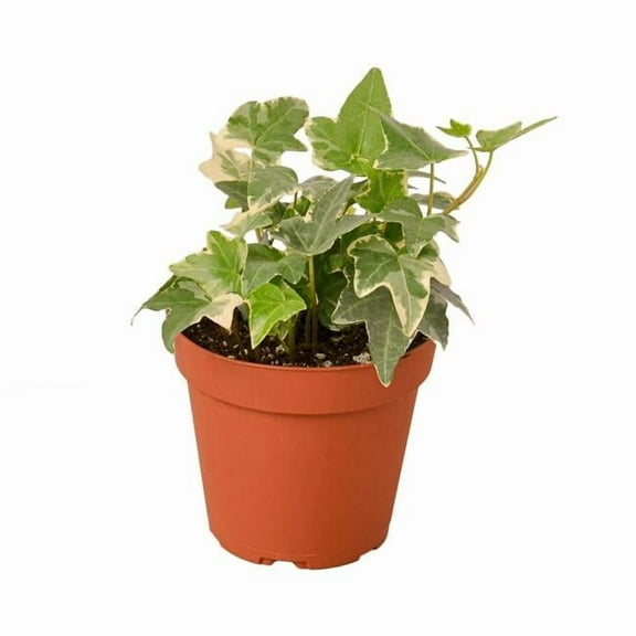 House Plant Dropship 4-IVY-GLACIER-NURSERY.POT 4 in. English Ivy Glacier Nursery Pot