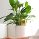 thumbnail image 3 of Planta con picos de riego automático, pila de riego automático, herramienta de riego automático, dispositivo de goteo automático para plantas, depósito para pájaros para interiores y exteriores, 3 of 5