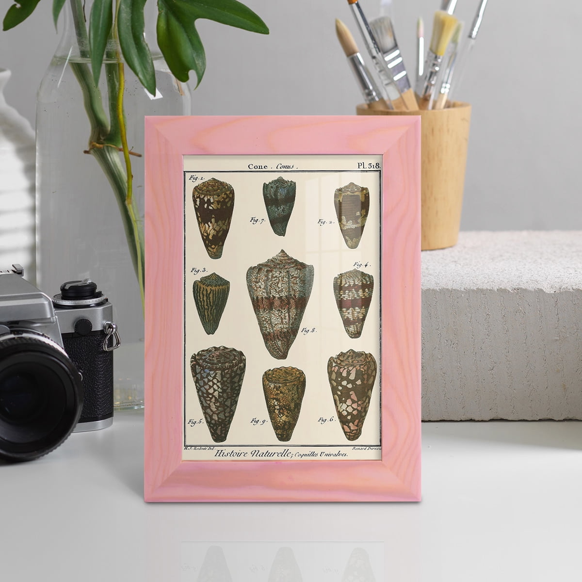 Cone Shell pl. 318 -Framed Print w/glass-Sunset Pink