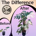 thumbnail image 5 of Organic Liquid Indoor Plant Food, Houseplant, Tropical & All-Purpose Indoor Plant , Organic Liquid 5-5-5 with Sea Kelp, 16oz Treats 110 Gallons, 5 of 5