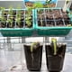 thumbnail image 3 of Macetas De Vivero Caja de germinación Perforada Durable Semilla Grow Planter Box para suministros de invernadero, 3 of 8