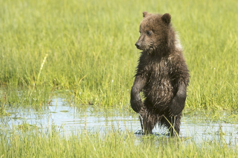 Grizzly Bear (ursus