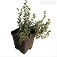 thumbnail image 2 of English Thyme plant ( Organic ), common thyme 10- 3.5 inch pots, 2 of 5