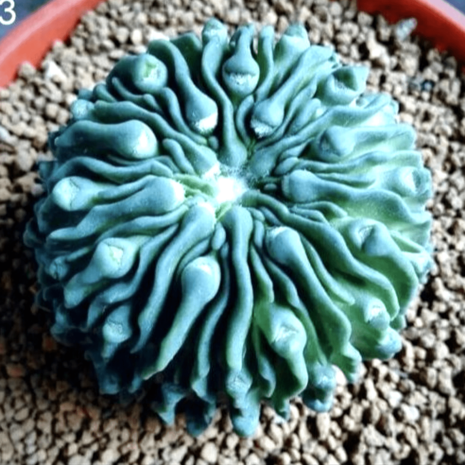 100pcs Succulent Seeds Lithops Rare Living Stones Plants Cactus Home Plant Hot 100pcs Succulent Seeds Lithops Rare Living Stones Plants Cactus Home Plant Hot