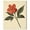 Gallery Wrapped, variant on Red Petal Reverie II Canvas Vintage Botanicals by Art Remedy, Gallery Wrapped, 16" x 20"