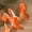 Orange, variant on Women's Platform Heels Chunky Block Heeled Sandals Open Toe Crossover Strap Slingback Wedding Party Dress Shoes Orange 6.5(37)