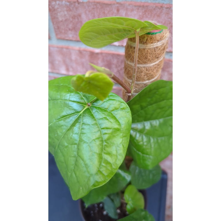 Sai Gardens of Plano Betel Leaves Live Plants - Walmart.com