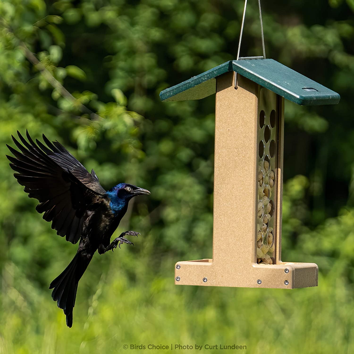 Birds Choice Recycled Jay Bird Feeder