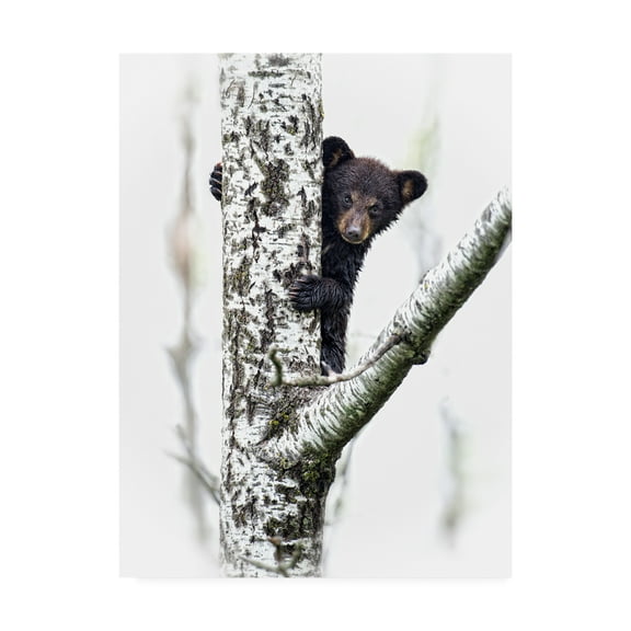 Trademark Fine Art 'Bears at Play V' Canvas Art by PHBurchett