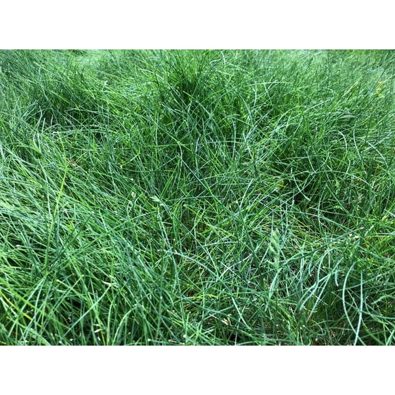 Nature's Seed Sheep Fescue Grass Seed - 5 Lb