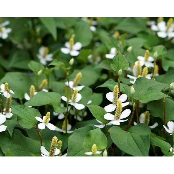 300 Fish Mint Seeds for Planting - Houttuynia Cordata - Chameleon Plant - Perennial Herb