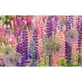 thumbnail image 2 of Gulin, Sylvia 18x13 White Modern Wood Framed Museum Art Print Titled - Oregon-Salem-colorful garden with Russell Lupine and Allium in full bloom, 2 of 4