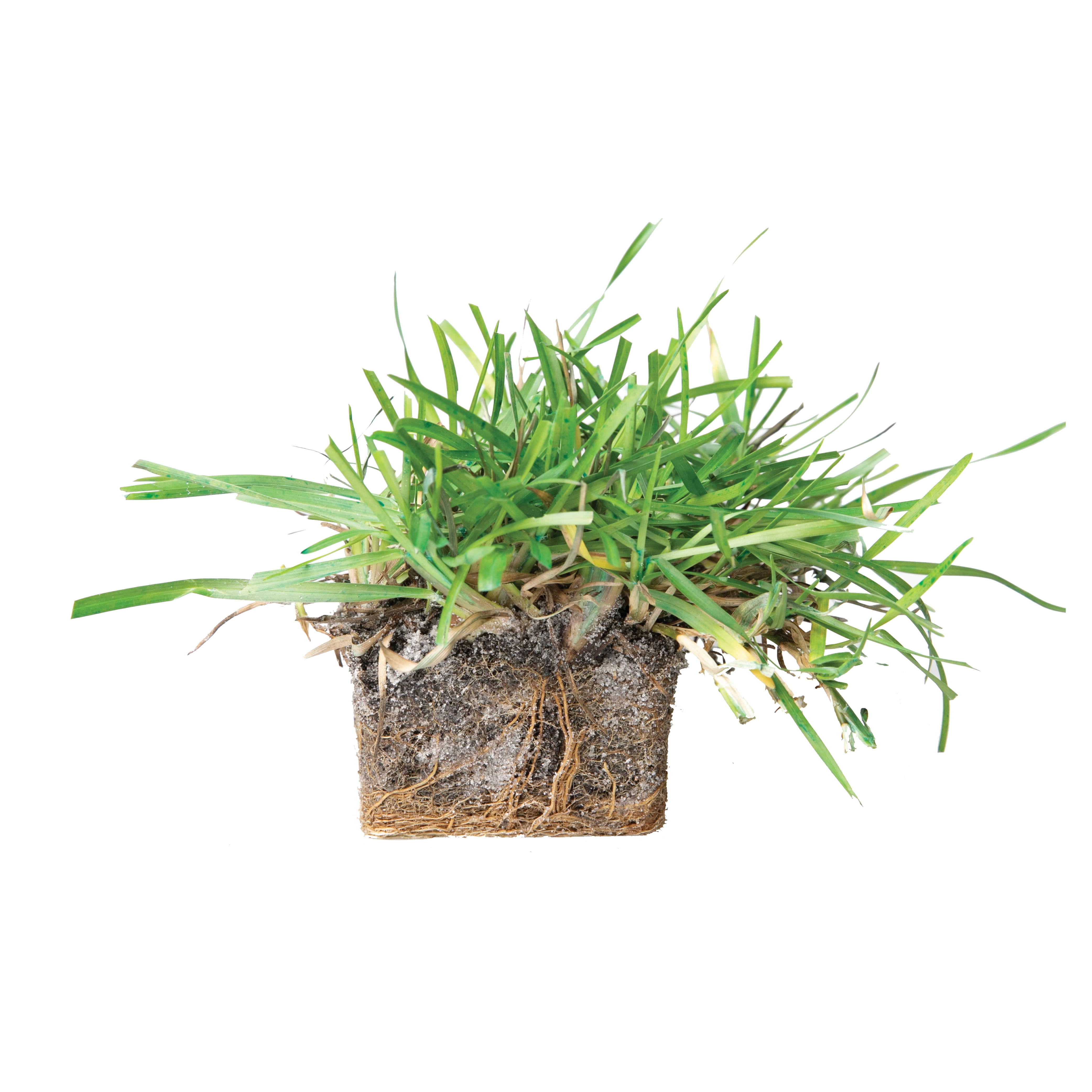 SodPods Centipede Grass Plugs (64 Count) Natural, Affordable Lawn Improvement
