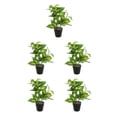 thumbnail image 2 of Plantas Artificiales Realistas Injueey en Maceta Tortuga JH5473, 2 of 6