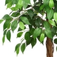 thumbnail image 3 of BWKJ Árboles artificiales Ficus de 5 pies con hojas y tronco realistas, árbol ficus falso de seda con maceta de plástico para guardería, árbol ficus sintético para oficina, hogar, casa de campo para decoración interior y exterior (juego de 2) BWKJ Cocina, Decoración y Otros, 3 of 3