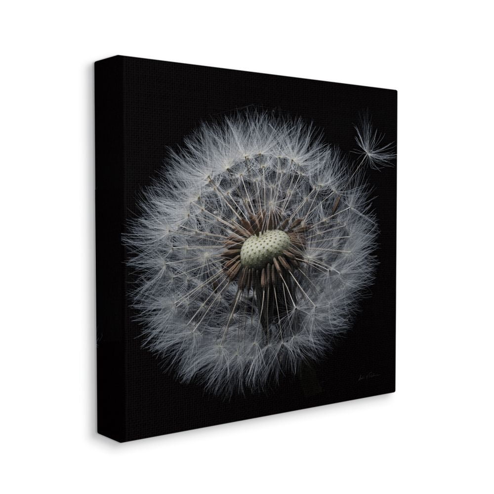 Stupell Industries Close Up Dandelion Petals Black Brown White Photograph  Canvas Wall Art Design by Andre Eichman, 36\