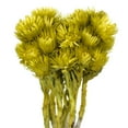 thumbnail image 2 of Vickerman 13-14" Basil Everlasting Flowers, approximately 23 blooms, Dried, 2 of 4