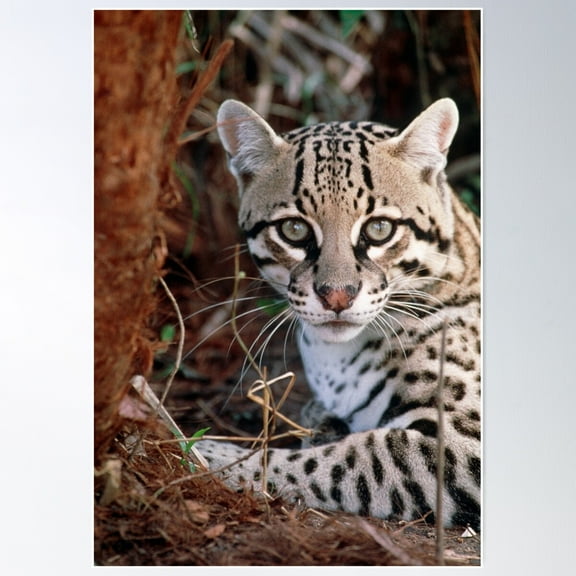 Ocelot (Z934/0100) Poster Wall Art, Modern Wall Decor For Living Room Bedroom, 8x12 UNFRAMED
