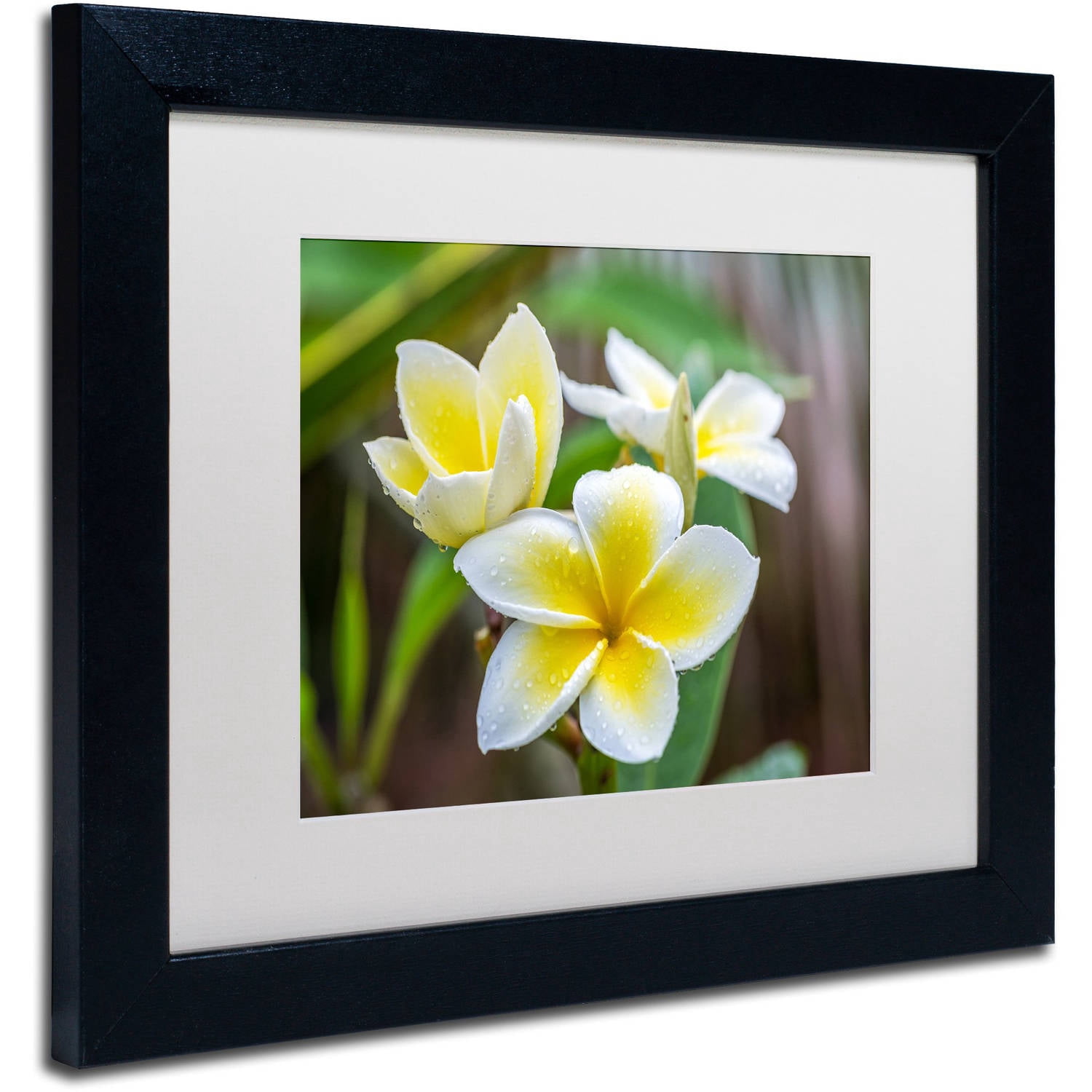 Trademark Fine Art 'Plumeria in the Rain' Canvas Art by Pierre Leclerc, White Matte, Black Frame