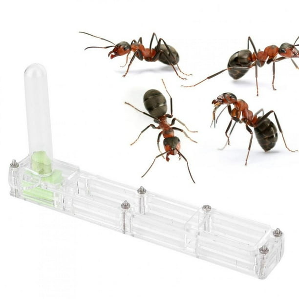 Liukouu Granja de Hormigas, Insecto Hormiguero Nido Granja alimentación Caja formicario Educativo, hábitat para Hormigas vivas, ecosistema de alimentación de Hormigas(Transparente) EOTVIA No