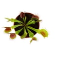 thumbnail image 4 of Surmen Legacy 3.5" Venus Fly Trap Live Plant in Grower Pot, Easy to Grow Carnivorous Houseplant, 4 of 5