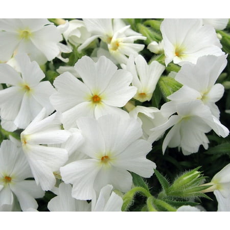 - Early Spring White Creeping Phlox Perennial - Quart Pot