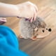 thumbnail image 4 of Erizo relleno erizo juguete peluche erizo juguete relleno animal muñeca felpa flexible, 4 of 7