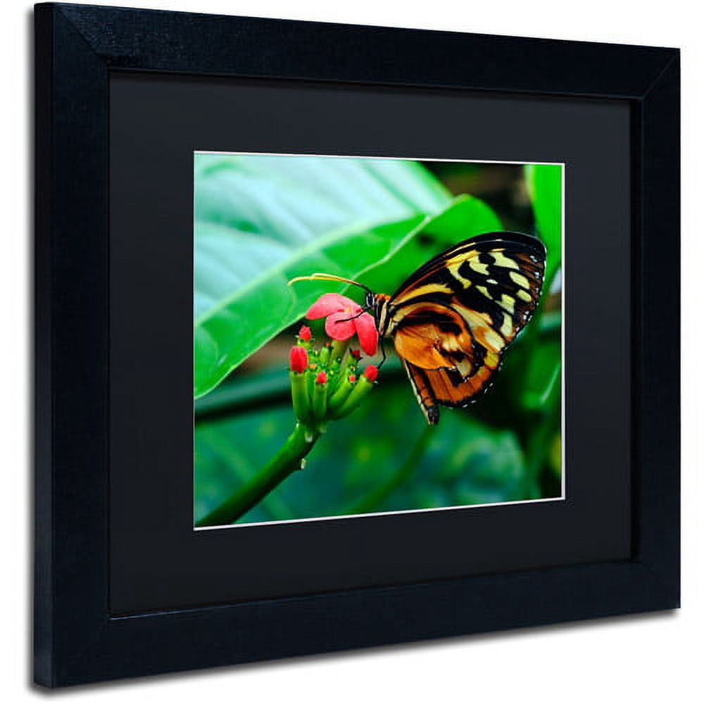 Trademark Fine Art "Cream Spotted Tigerwing" Canvas Art by Kurt Shaffer, Black Matte, Black Frame