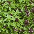 thumbnail image 1 of Basil Seeds - Siam Queen - 2 g Packet ~1000 Seeds - Non-GMO, Heirloom - Culinary Herb Garden Seeds, 1 of 2