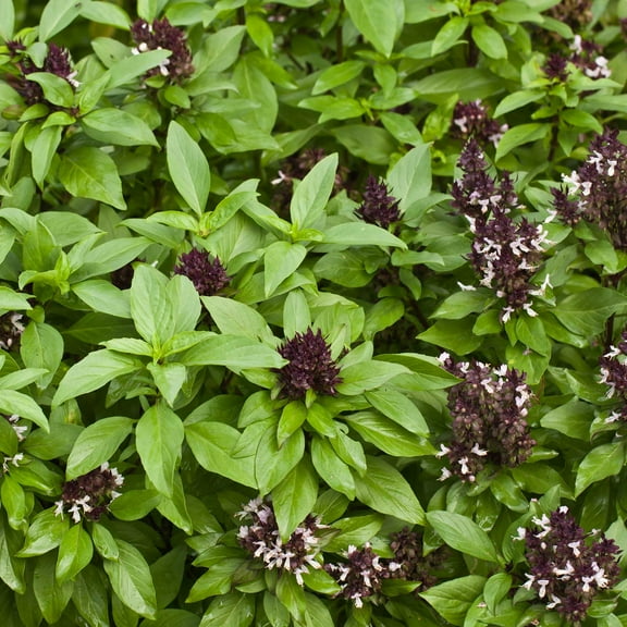 Basil Seeds - Siam Queen - 1/4 Oz Approx 5,500 Seeds - Non-GMO, Heirloom - Culinary Herb Garden Seeds