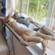 thumbnail image 4 of Cama colgante para gatos, hamaca para gatos, cama aérea para mascotas, casa para gatos, marco de escalada para gatitos, asiento soleado para ventana, nido con capacidad para 20 kg, accesorios para g, 4 of 5