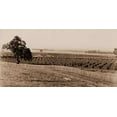 thumbnail image 2 of Watkins, Carleton 32x18 White Modern Wood Framed Museum Art Print Titled - Young Orchard, Palermo, Butte County, California, 1888-1891, 2 of 4