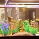 thumbnail image 4 of 10 piezas de acuario decoradas con plásticos vegetales, adornos accesorios para acuarios, adornos para acuarios., 4 of 5