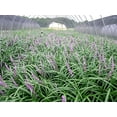 thumbnail image 5 of Super Blue Liriope Muscari - 100 Bare Root Plants - Evergreen Ground Cover Grass, 5 of 9