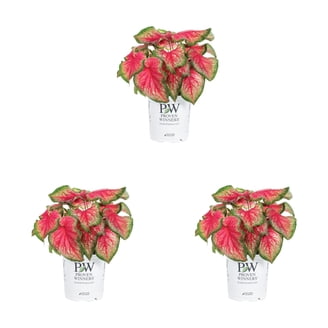 Proven Winners 1.56PT Sedum Lemon Coral Variety Lime Live Plant