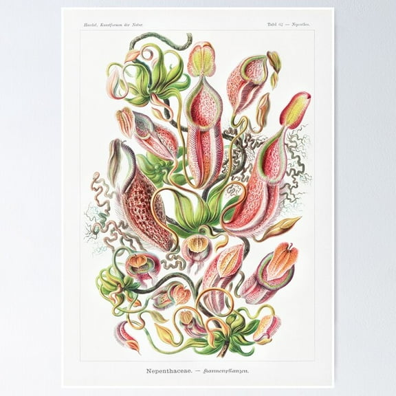 POSTER Pitcher Plant POSTER UNFRAMED, 8x12