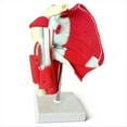 thumbnail image 4 of Modelo de Articulación Musculosa del Hombro: Muestra la Musculatura del Hombro, Desde el Manguito Rotador Hasta los Músculos Subescapulares, 4 of 5