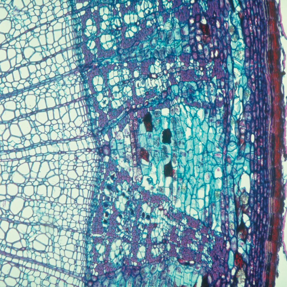 Cork Cells, C.S., 12 M Microscope Slide